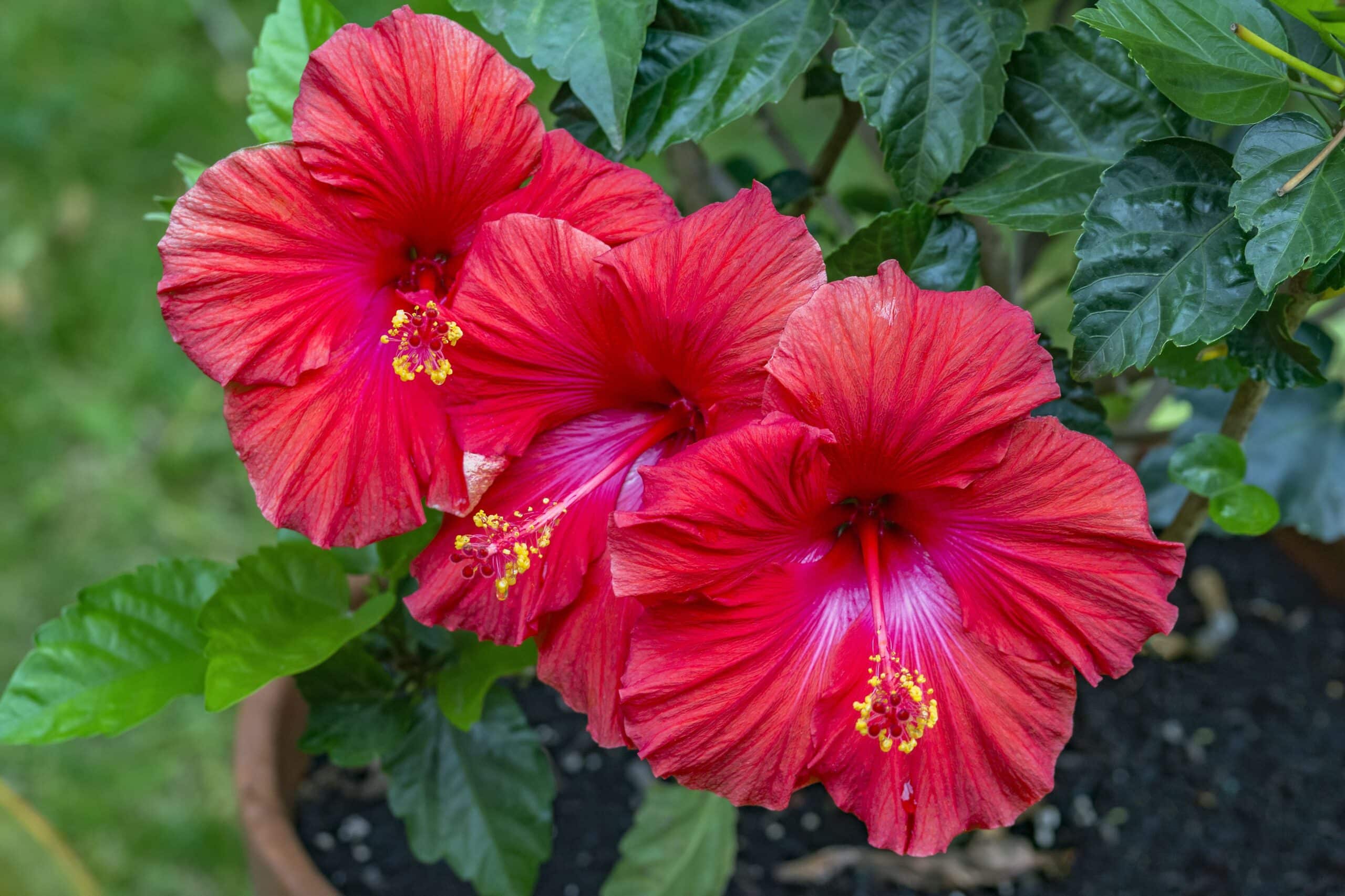 Hibiskus Çayı Faydaları Nelerdir