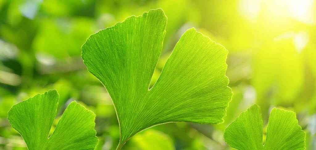 Ginkgo Biloba Faydaları Nelerdir